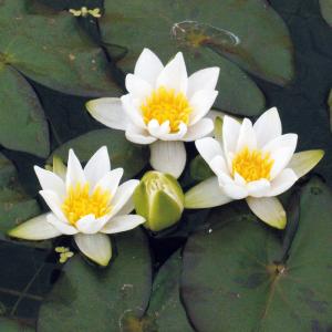 Seerose Pygmaea Alba 