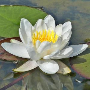 Seerose 'Marliacea Albida' 