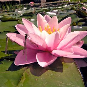 Seerose Norma Gedye 