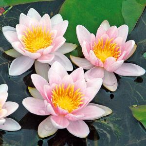 Seerose Mary Patricia 