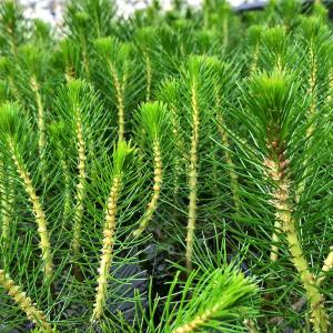 Westliches Tausendblatt 