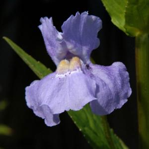 Gauklerblume, blau 