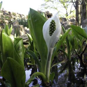 Scheincalla, weiß 