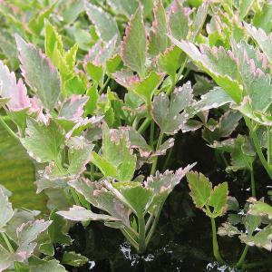 Wasser-Fenchel, bunt 