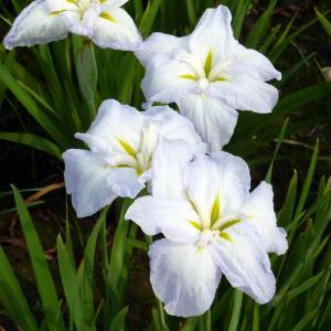 Japanische Iris, weiß 