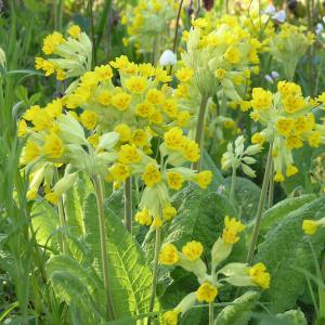 Frühlings-Schlüsselblume 