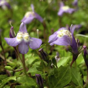 Lippenmäulchen, blau 