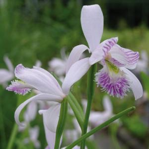 Moororchidee zartrosa 