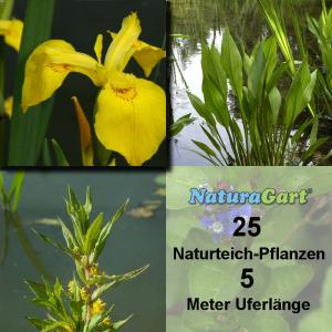 Natur-Teichpflanzen 25 