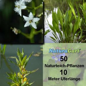 Natur-Teichpflanzen 50 