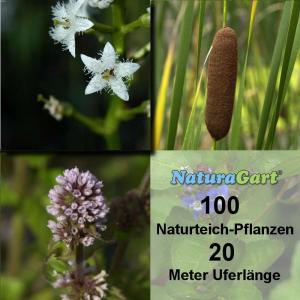 Natur-Teichpflanzen 100 