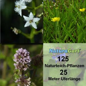 Natur-Teichpflanzen 125 