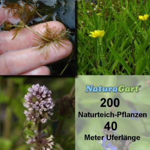 Natur-Teichpflanzen 200 