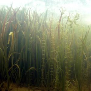 Unterwasser-Pflanzen-Sortiment 