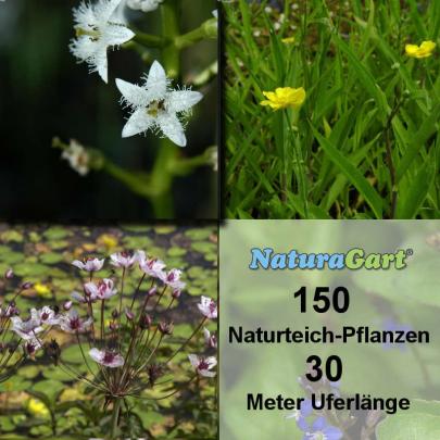 Natur-Teichpflanzen 150 