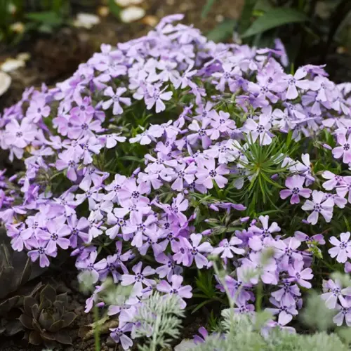 Teich-Umfeld, sonnig, niedrig  20