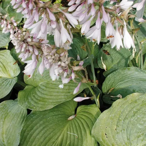 Teich-Umfeld, schattig, halbhoch 20