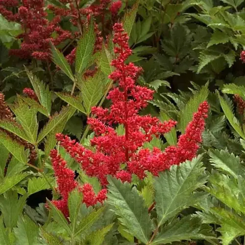 Teich-Umfeld, schattig, halbhoch 50