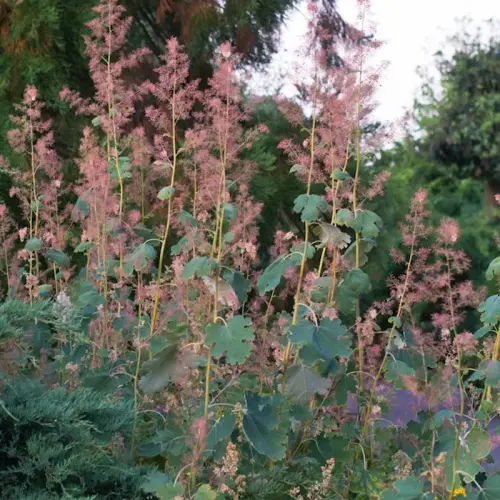 Teich-Umfeld, sonnig, hoch 50