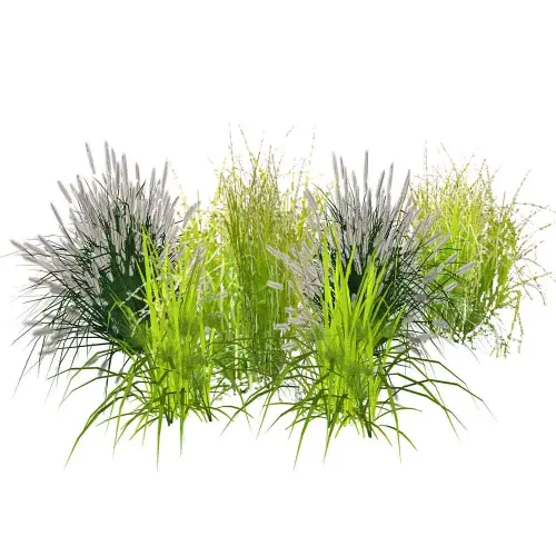 Gräser-Sortiment mittelhoch 6