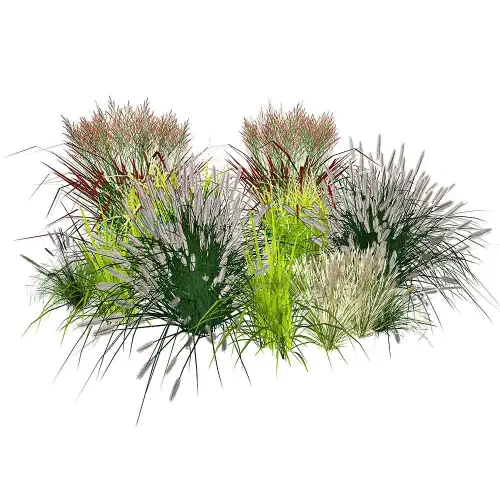 Gräser-Sortiment mittelhoch 12
