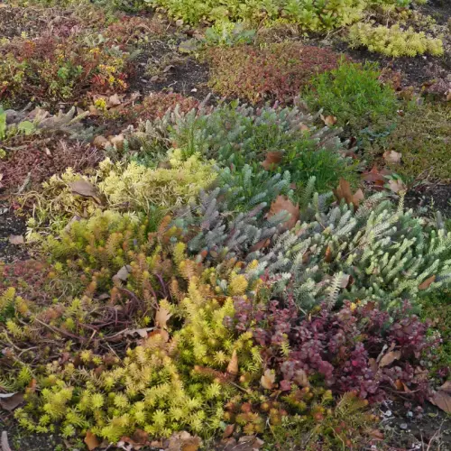 Dachstauden-Sortiment