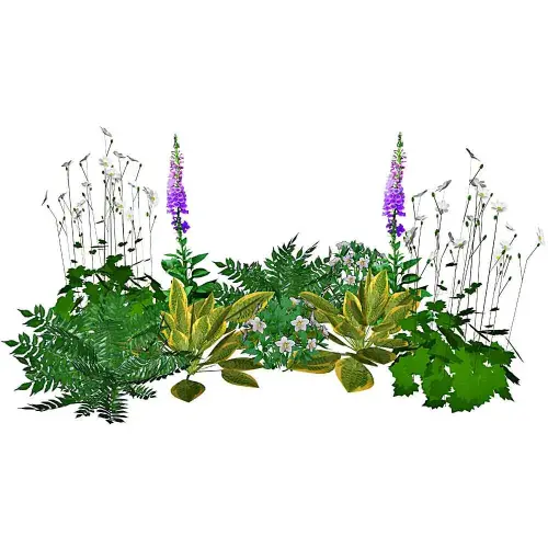 Halbschatten-Stauden 10