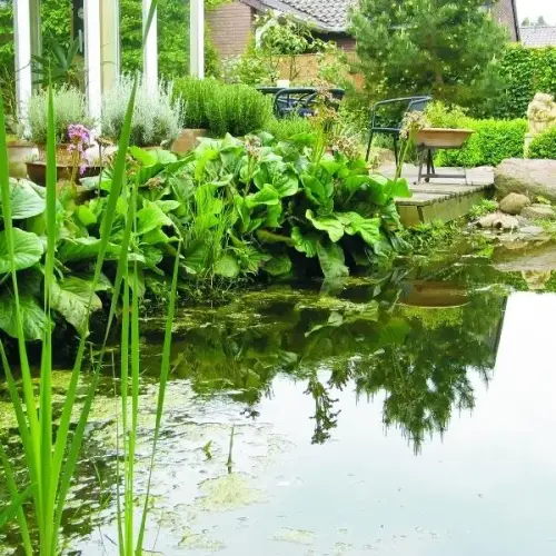 Immergrünes Teichumfeld 6