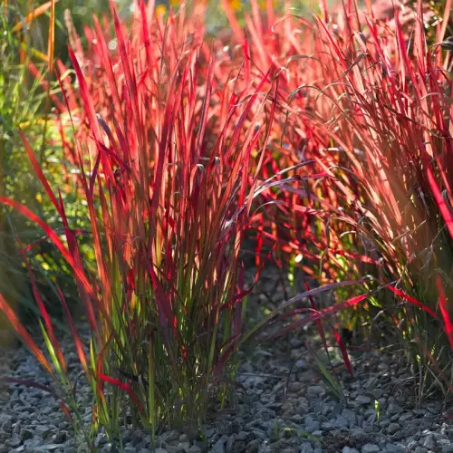 Die wiederkehrende rote Pracht