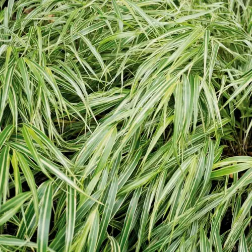 Die grüne Auflockerung