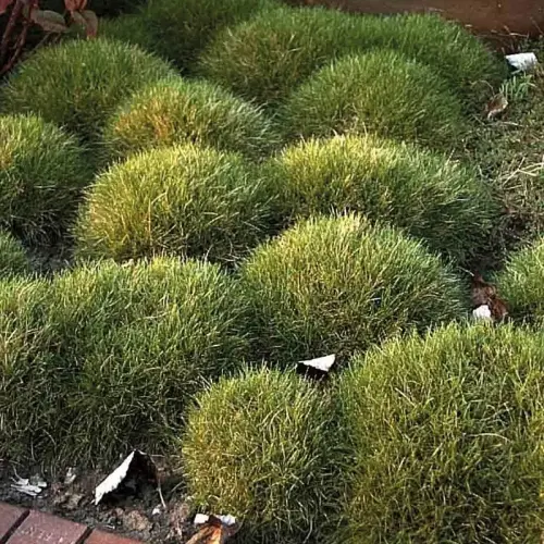 Kleine, feine Schönheiten