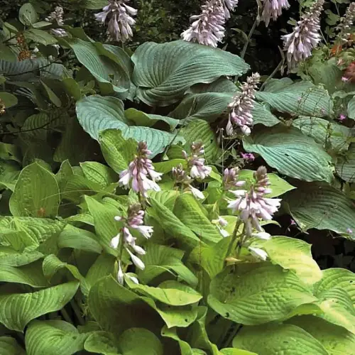 Funkien mit großer Wirkung