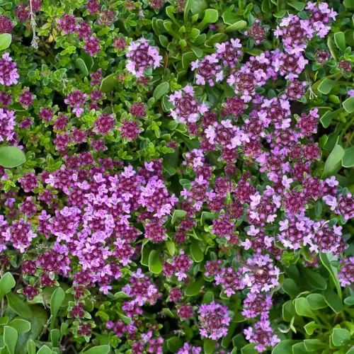 Stauden-Sonnen-Decke 10