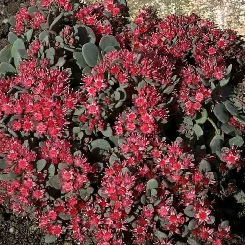 Stauden-Trocken-Decke 10