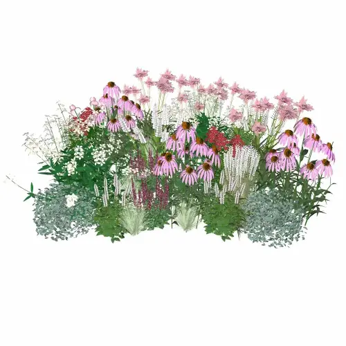 Präriestauden rosa-weiß