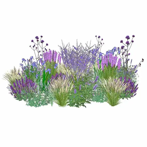 Präriestauden blau-violett