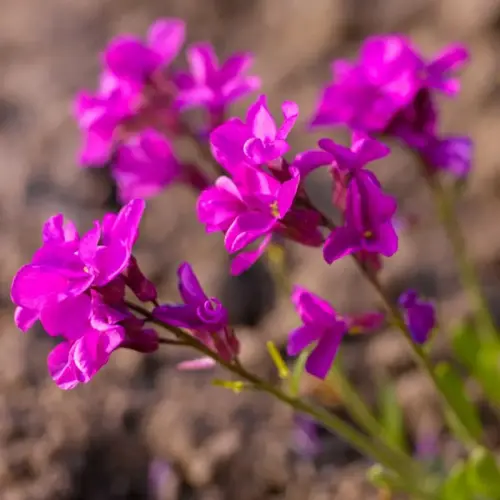 Wimperblättrige Gänsekresse