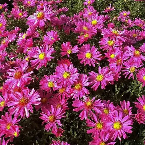 Herbstkissen-Aster, rot