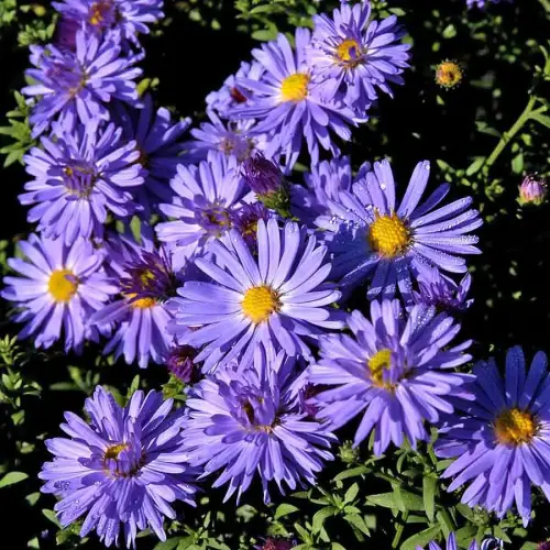 Herbstkissen-Aster, blauviolett