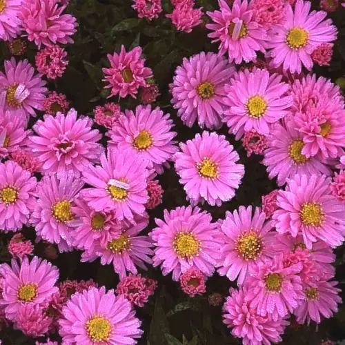 Herbstkissen-Aster, rosa
