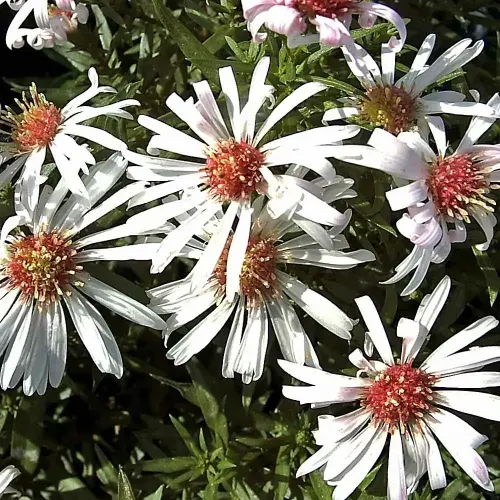 Herbstkissen-Aster, weiß