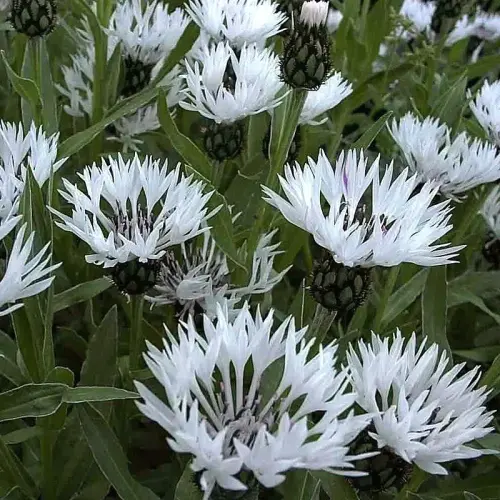 Berg-Flockenblume, weiß