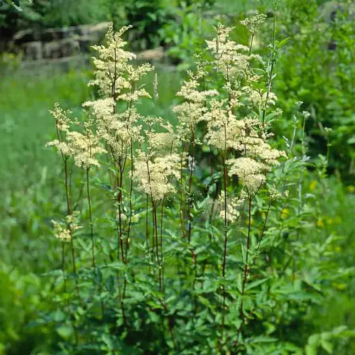 Mädesüß, gefüllt