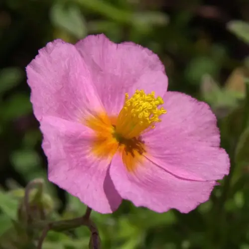 Sonnenröschen, rosa