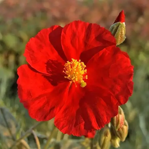 Sonnenröschen, dunkelrot