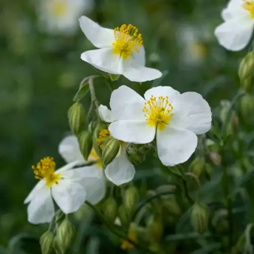 Sonnenröschen, silbrig