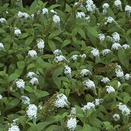 Rispen-Felberich, weiß