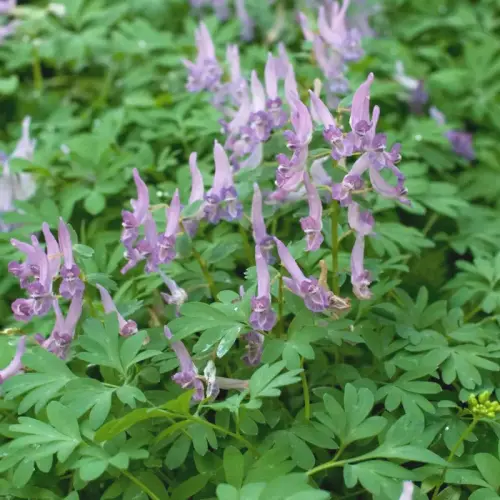 Lerchensporn, purpur-rosa