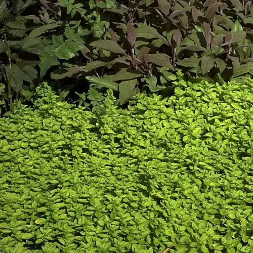 Heidegünsel, gelblaubig