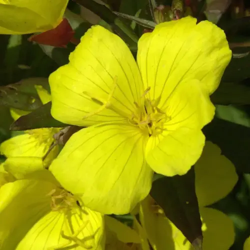 Nachtkerze, zitronengelb